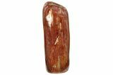 Free-Standing, Polished Petrified Wood - Madagascar #223839-2